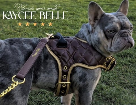 Gray French Bulldog wearing brown quilted harness with gold accents on grass, promotional image for Kaycee Belle